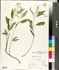 Asclepias perennis image