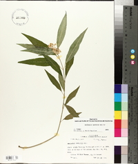 Asclepias perennis image