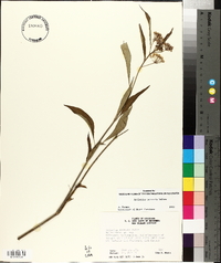 Asclepias perennis image