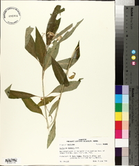 Asclepias perennis image