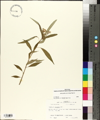 Asclepias perennis image