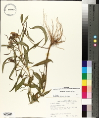 Asclepias perennis image