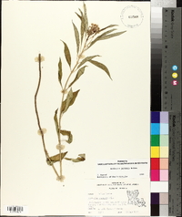 Asclepias perennis image