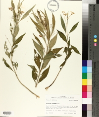 Asclepias perennis image