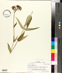 Asclepias rubra image