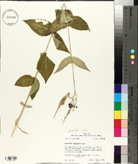 Asclepias rubra image