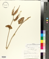 Asclepias viridiflora image