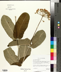 Asclepias amplexicaulis image