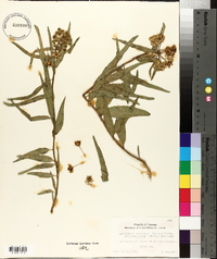 Asclepias asperula image