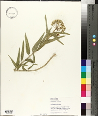 Asclepias asperula image