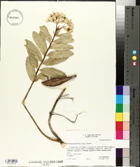 Asclepias asperula image