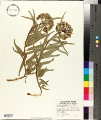 Asclepias asperula var. decumbens image