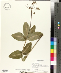 Asclepias amplexicaulis image