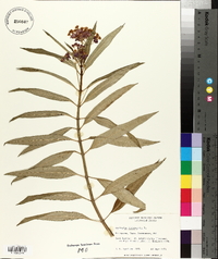 Asclepias curassavica image