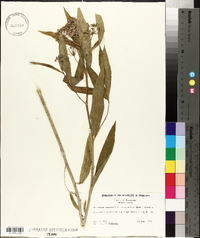 Asclepias incarnata subsp. pulchra image