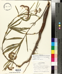 Asclepias longifolia subsp. longifolia image