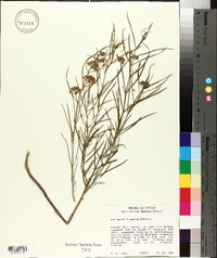 Asclepias linearis image