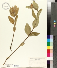 Asclepias ovalifolia image