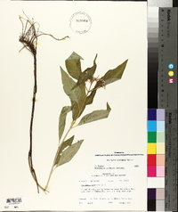 Asclepias perennis image