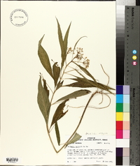 Asclepias perennis image