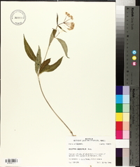 Asclepias quadrifolia image