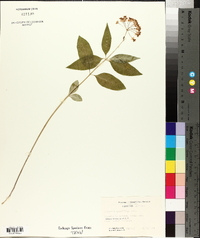 Asclepias quadrifolia image