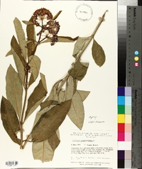 Asclepias purpurascens image