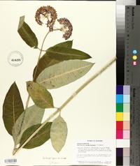 Asclepias purpurascens image