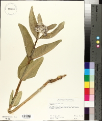 Asclepias speciosa image