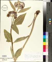 Asclepias speciosa image