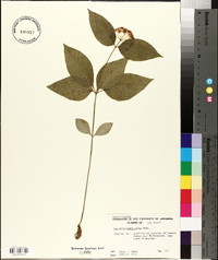 Asclepias quadrifolia image