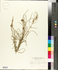 Asclepias subverticillata image