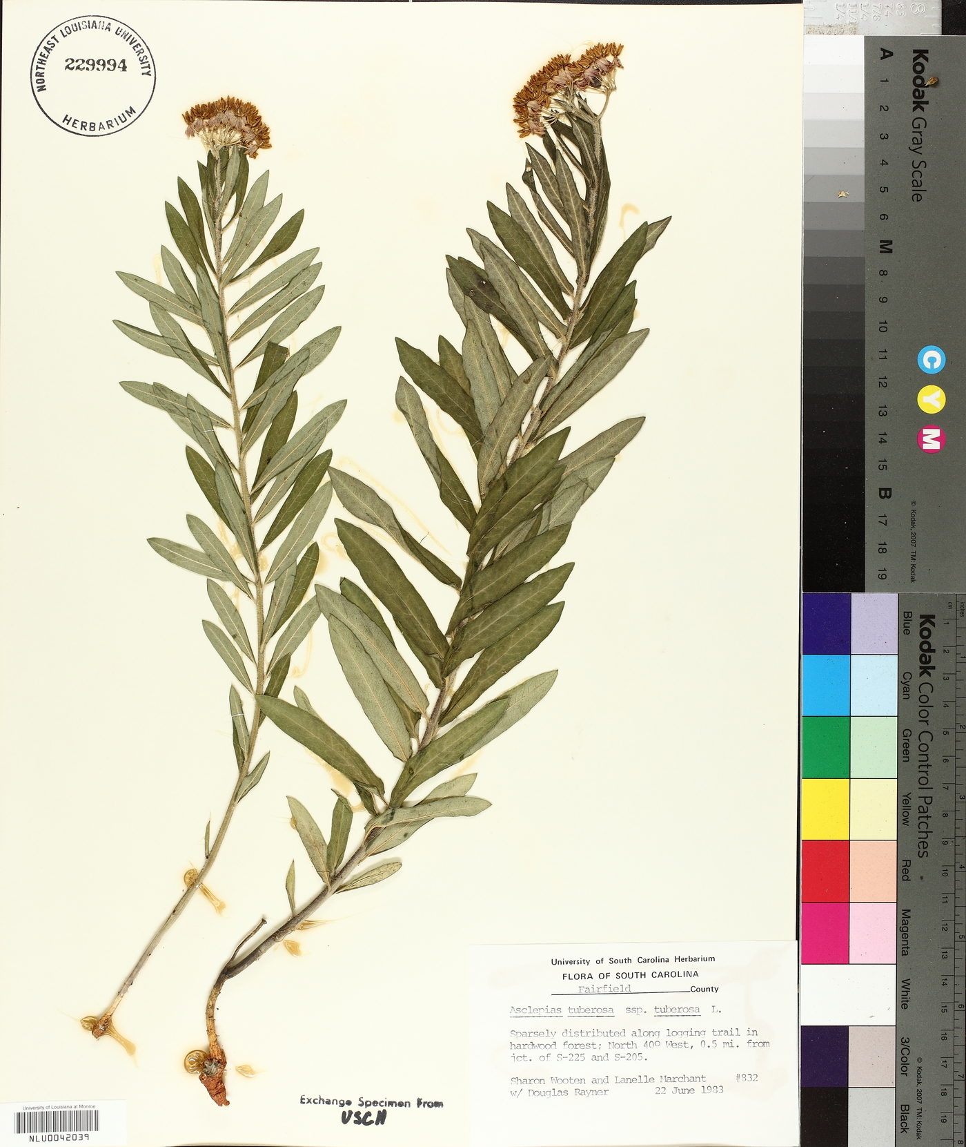 Asclepias tuberosa subsp. tuberosa image