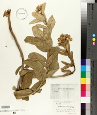 Asclepiodora viridis image
