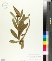 Asclepiodora viridis image