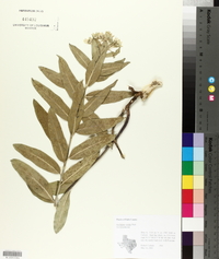 Asclepias viridis image