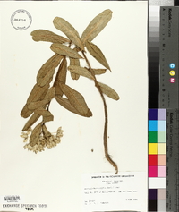 Asclepiodora viridis image