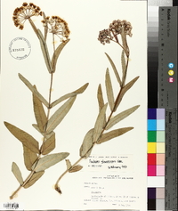 Asclepias glaucescens image