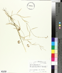 Cynanchum angustifolium image