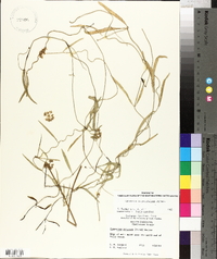 Cynanchum angustifolium image