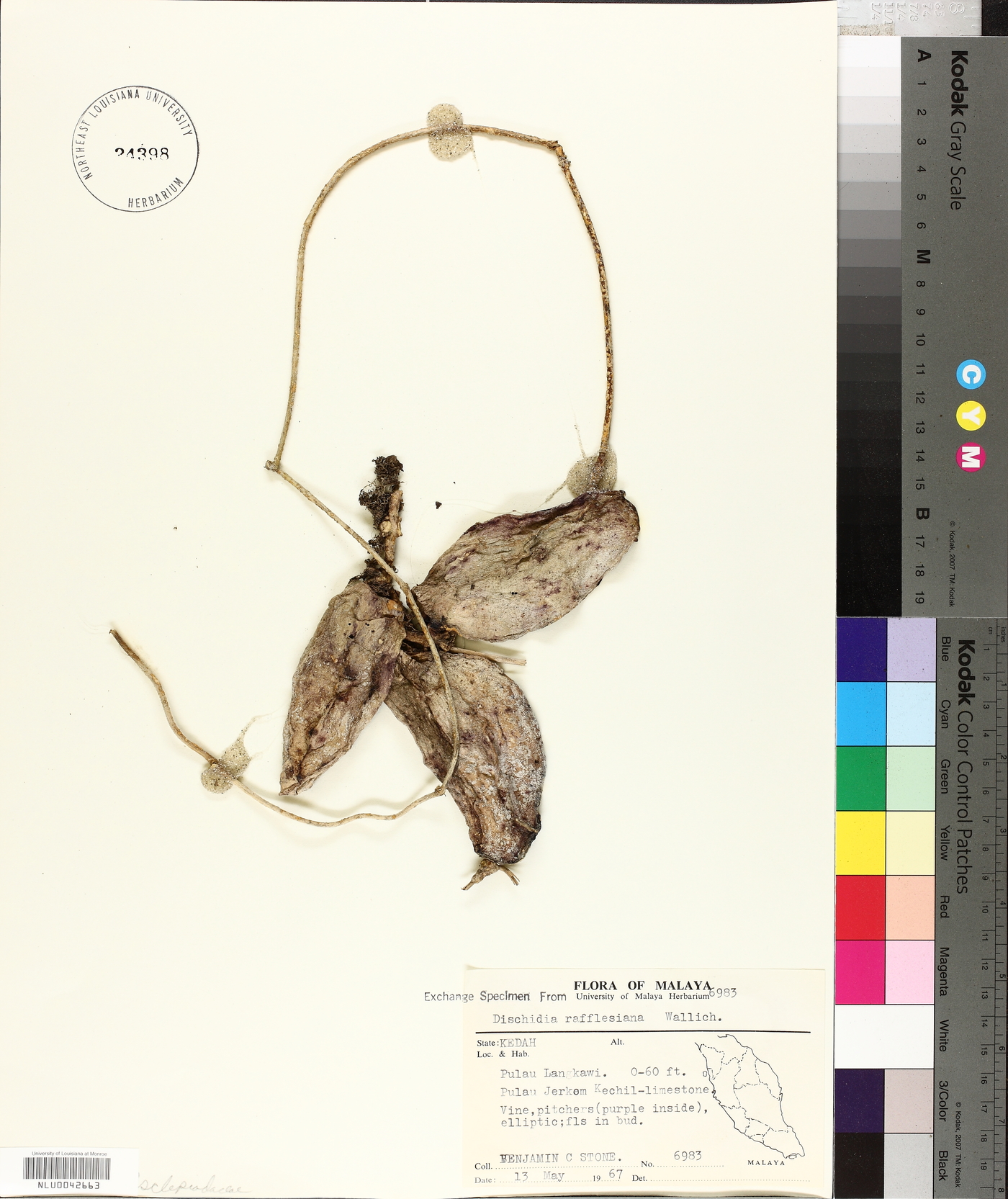 Dischidia major image
