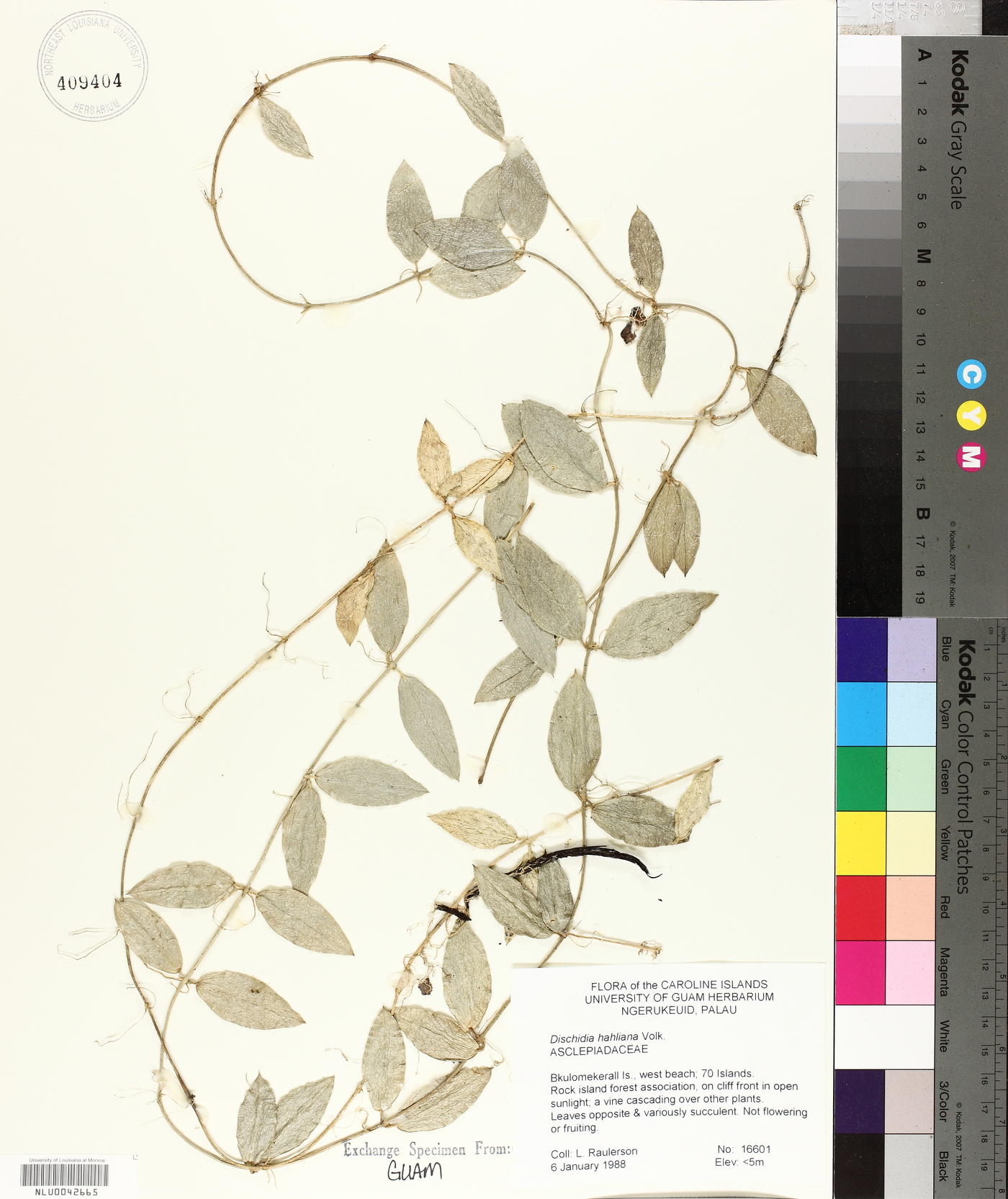 Dischidia hahliana image