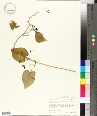 Matelea decipiens image