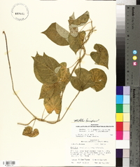 Matelea decipiens image