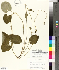 Matelea decipiens image