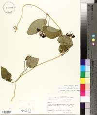 Matelea decipiens image