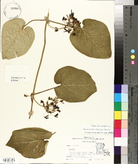 Matelea decipiens image