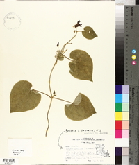 Matelea decipiens image