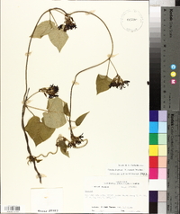 Matelea decipiens image