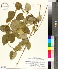 Matelea decipiens image